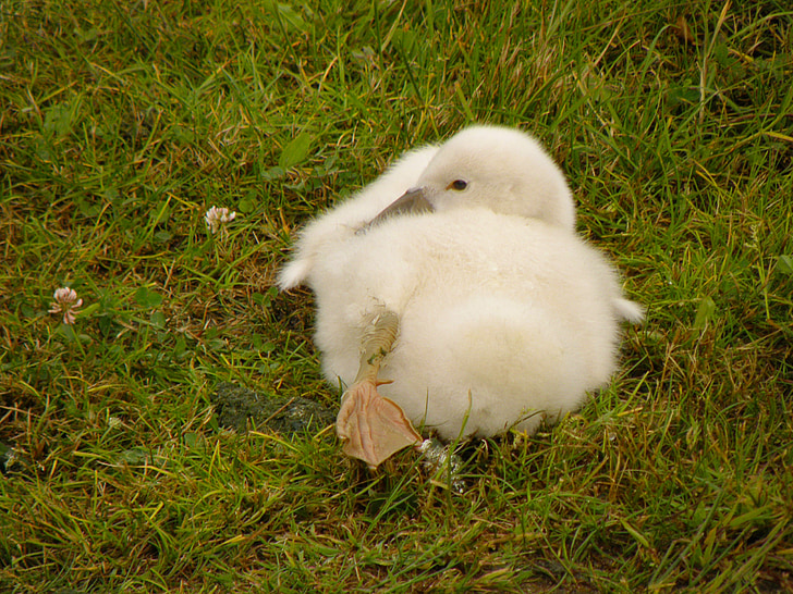 Swan, Cub, putih, rumput, berbaring, rumput, hewan