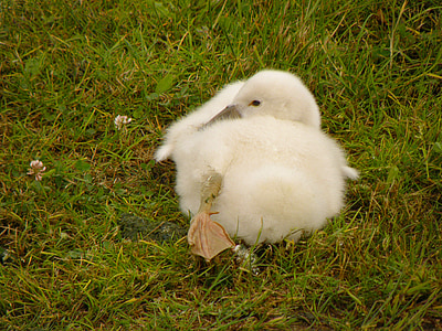 Swan, Cub, putih, rumput, berbaring, rumput, hewan