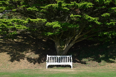 bench, seat, tree, chair, park, outside, under