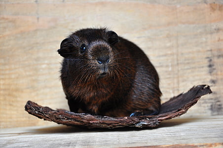 gold agouti, guinea pig, smooth hair, young animal, animal, rodent, small animals