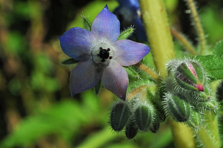 borragine, fiore, fiore blu, borretschblüte, chiudere, erba di cetriolo, fiore appuntito