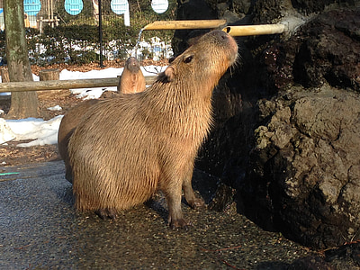 animal, capibara, valent