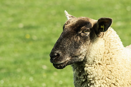 oveja, lana de oveja, animal de la manada, agricultura, Retrato de los animales, Sheepshead, carne de oveja de cabeza negra