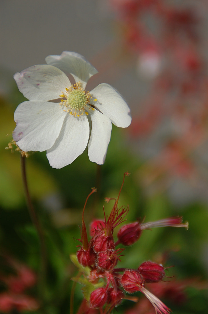 flower, nature, garden