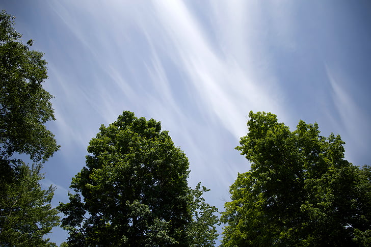 clouds, nature, sky, trees, tree, blue, forest
