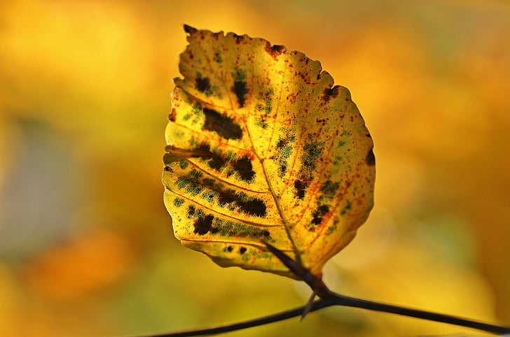 høst, fallet løvverk, blader, oktober, fargerike, fall farge, ark høsten