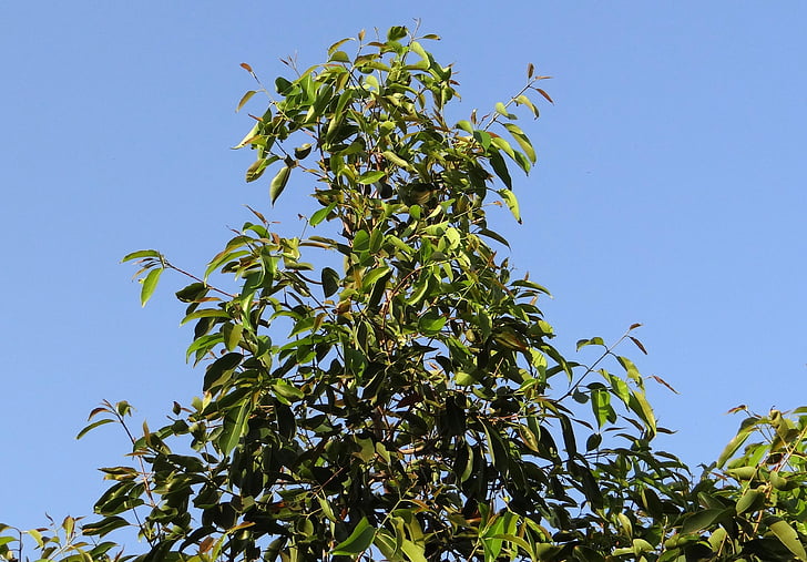 Jamun, albero, Syzigium cumini, albero di BlackBerry, India, bacca, Dharwad