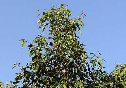 Jamun, árvore, Syzygium cumini, árvore de Blackberry, Índia, baga, Dharwad