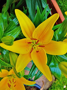 Lily, kuning, bunga, musim panas, mekar, makro, alam