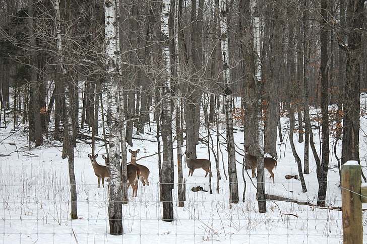 deer, nature, wildlife, animal, natural, forest, season