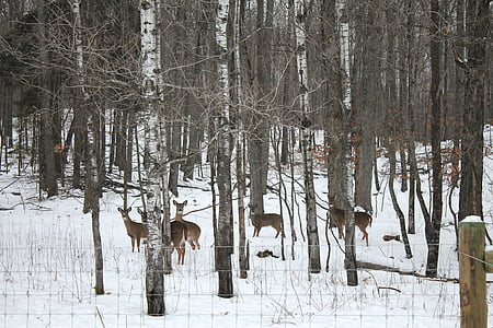 鹿, 自然, 野生動物, 動物, 自然, フォレスト, シーズン