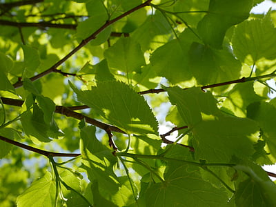 leaves, tree, nature, green, spring, branch, environment