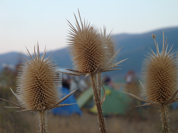 camping, tiendas de campaña, Gelendzhik, montañas, naturaleza, verano, planta