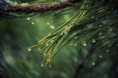 green, leaf, water, drops, nature, pine, raindrops