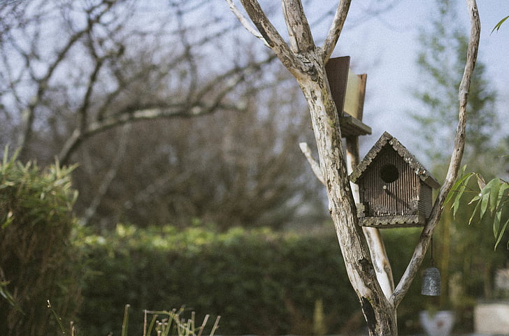 Birdhouse, ramo, giardino, albero, uccello, Nido degli animali, natura
