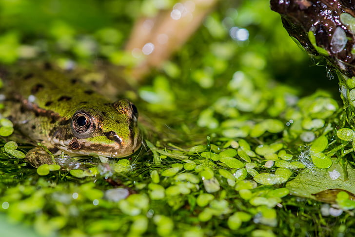 frog, pond, water, green frog, frog pond, amphibian, aquatic animal