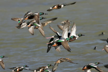 Sjeverni Lopatar patke, leti, ptice, biljni i životinjski svijet, priroda, vode, krila