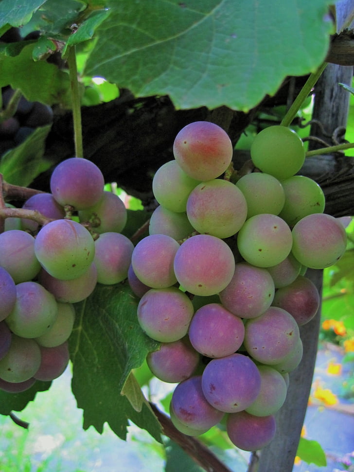 grapes, bunch, green, turning purple, vine, fruit