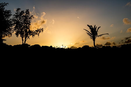 maui sunset, sunset, palm, maui, tropical, landscape, hawaii