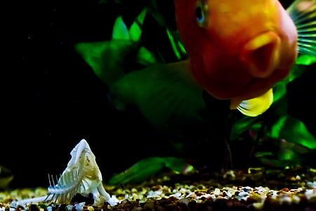 fish tank, fish, orange, skeleton, tank, gold fish