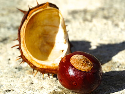 chestnut, shell, chestnut shell, spur, exposed, brown, reddish