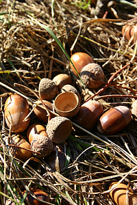 acorns, fruit, oak, brown, nature, decoration, autumn