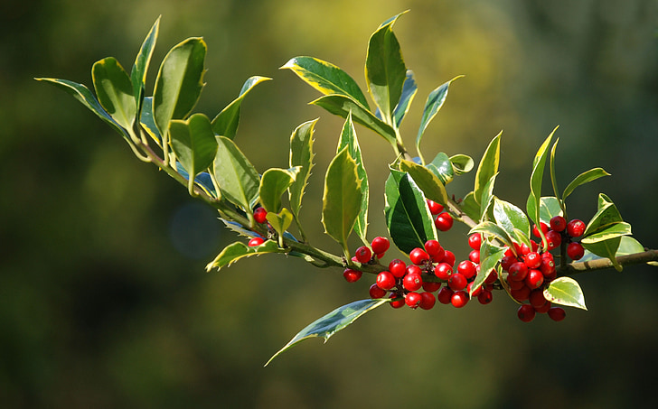 Holly, fructe de padure, Crăciun, frunze, plante, naturale, Botanică