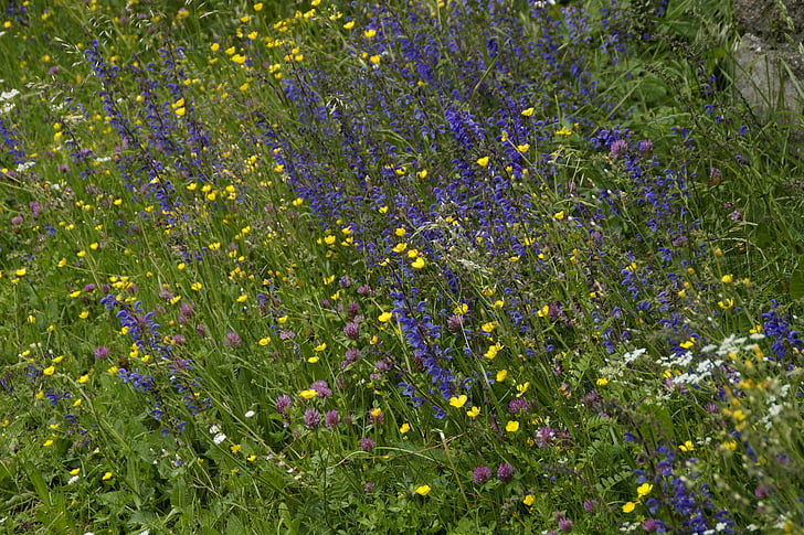 ziedi, savvaļas puķes, Bloom, vasaras, zila, ziedu pļavu, pļavas