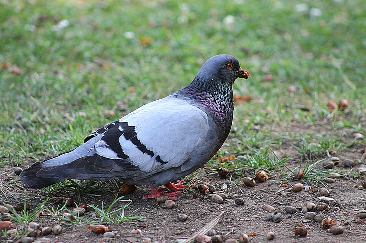 pigeons, bird, grey