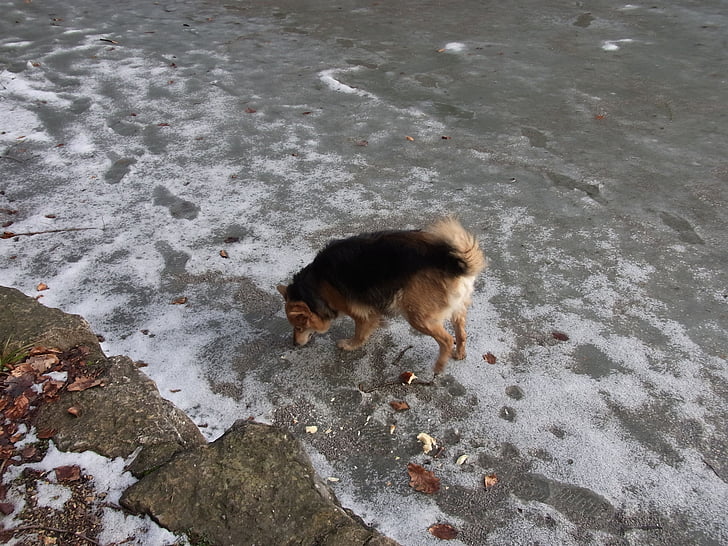 hunden, Lake, frosset, isen, Vinter, kalde, kjæledyr