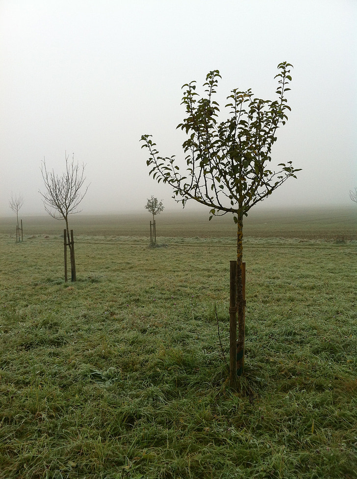 овощна градина, ноември, мъгла, растителна, дървета, Германия, Есен