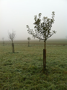 Sad, listopada, mgła, roślina, drzewa, Niemcy, jesień