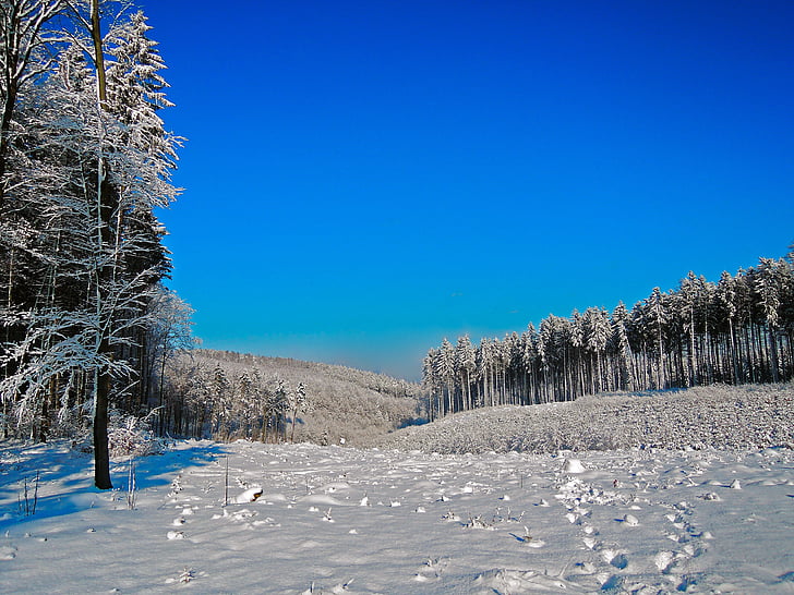 зимни, панорама, сняг, бяло, синьо, дървета, синьо небе