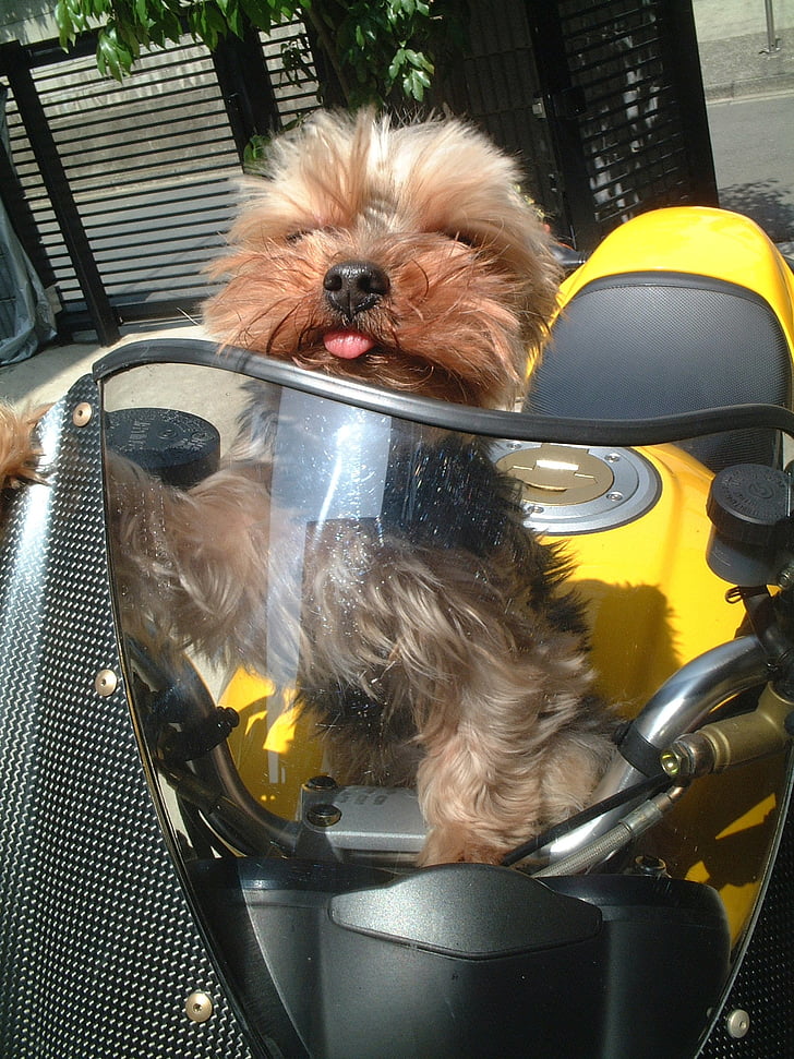 dog, yorkshire terrier, bike, yellow, driver, biker