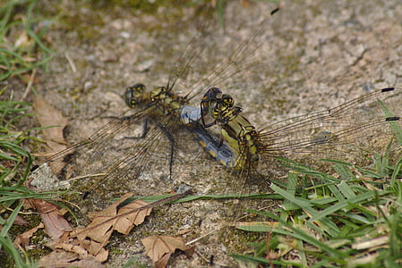 dragonfly, sex, insect, creature, meadow, propagating, close