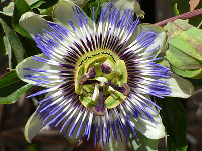 Passiflora, Passion flower, detalizēti, skaistumu