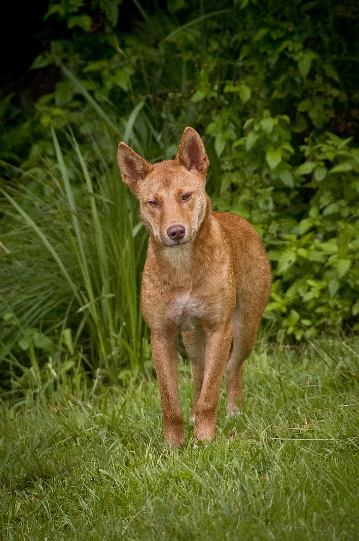 chó Dingo, hoang dã, con chó, Úc, sói, răng nanh, động vật ăn thịt