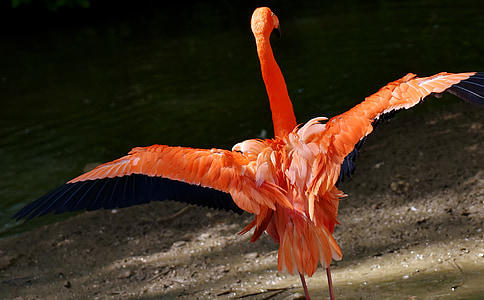 Flamingo, pájaro, colorido, Tierpark hellabrunn, Munich