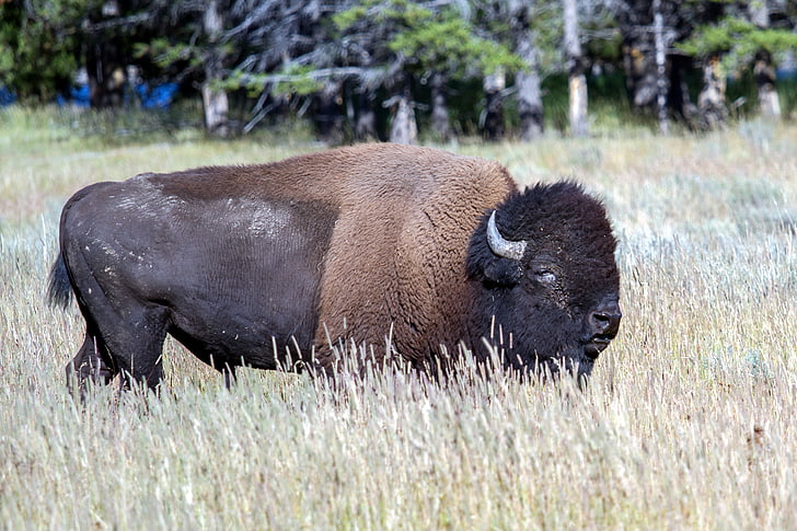 Jeloustonas nacionālais parks, Wyoming, ASV, bizoni, Amerikas bizons, Buffalo