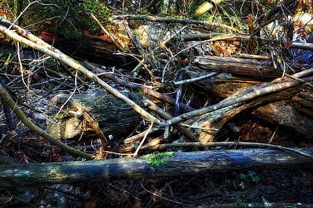 environment, nature, damage, forest, storm, tangle, wood