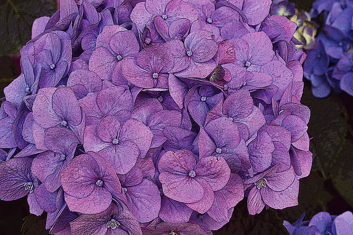 hydrangea, flower, pink, purple, summer, wrought