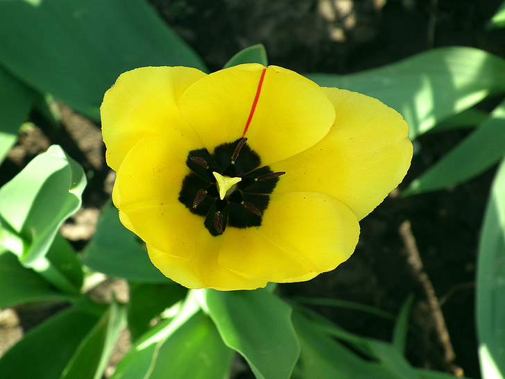 flor, Tulipa, groc, flor jardí, primavera, brillant, tulipes