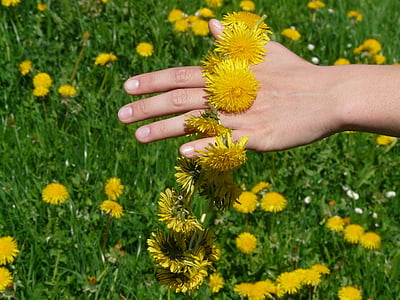 person, holding, yellow, petaled, flowers, Dandelion, Crown