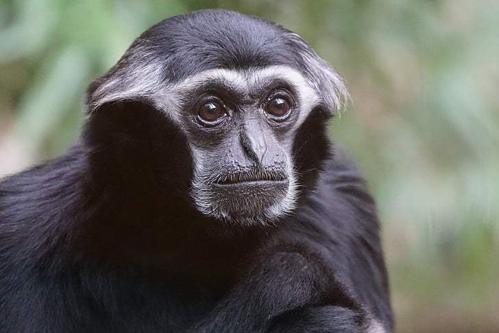 zvířata, primát, opice, opic Statého světa, Gibbon, čepice gibbon