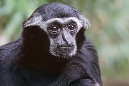animals, primate, monkey, old world monkey, gibbon, caps gibbon