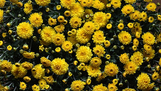 Blume, Chrysantheme, Herbst, Blüte, Anlage, Farbe, frisch