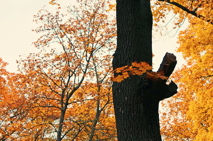 Есен, време на годината, природата, дърво, гора, настроение, клонове