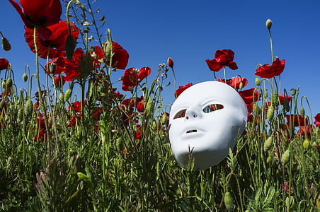 maska, vlčie maky, pole, červená, Príroda, Makový kvet, kvetinové pole