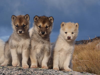 hunde, slædehunde, Grønland, dyrt, naturlige, hvalpe, Nuttet