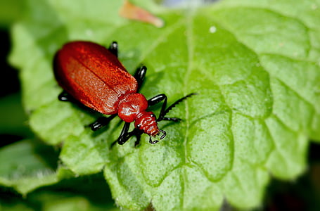 insect, bug, red, hairy, nature, beetle, leaf